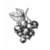 Ribes (Batch 2)