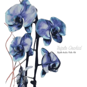 Triple Orchid